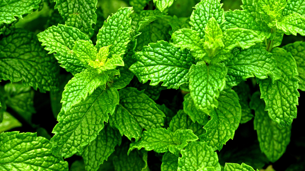PepperMint Leaves