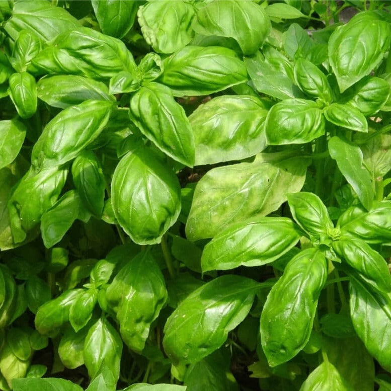 Basil plant