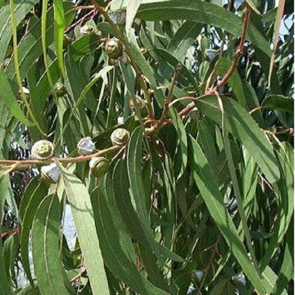 Eucalyptus Globulus plant 