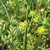 Fennel plant 