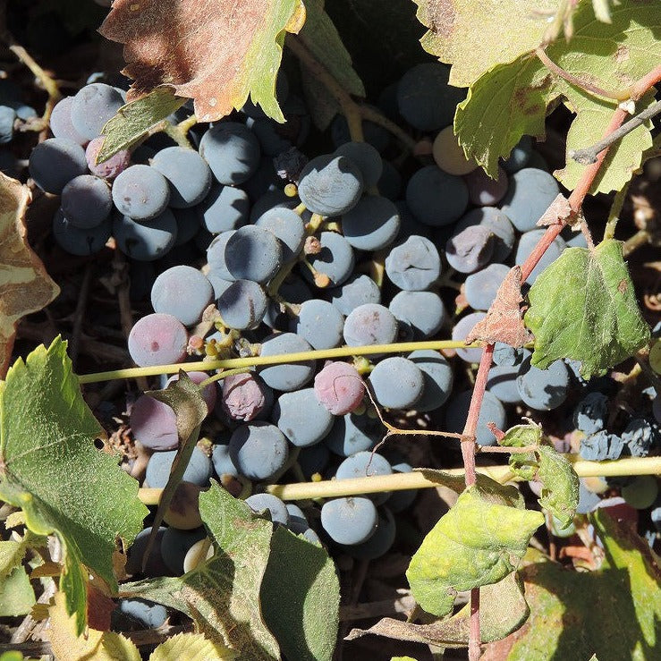 Grapeseed fruit plant 