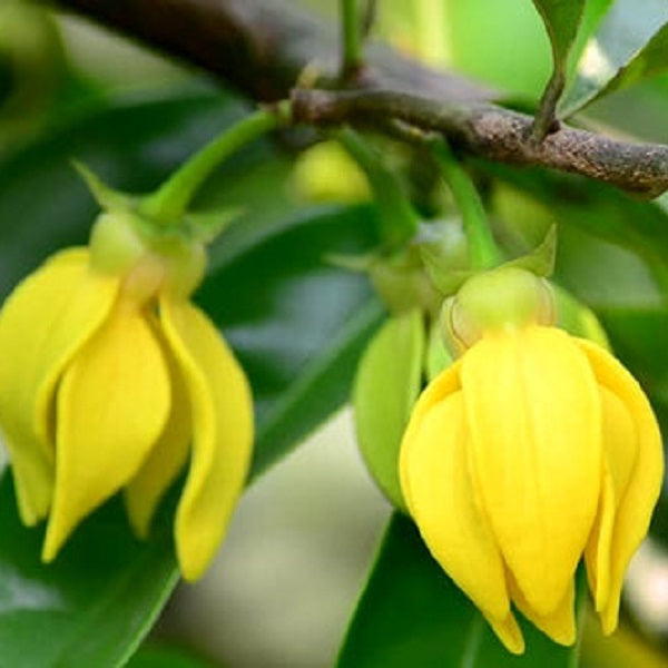 ylang ylang Flower 